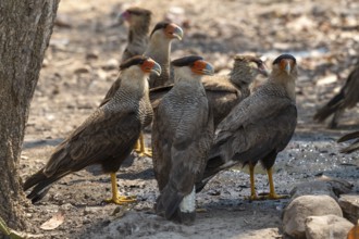 Crested caracara (Caracara plancus), group, Pantanal, inland, wetland, UNESCO Biosphere Reserve,