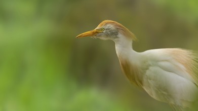 Cattle egret (Bubulcus ibis) in splendid plumage framed by green shrubs, Saintes-Maries-de-la-Mer,