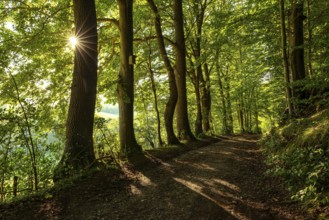 A quiet forest path in the evening light, with star-shaped sunbeams breaking through the leaves of