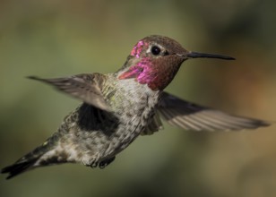 Hummingbird in Flight, Color Image, Northern California, USA, North America