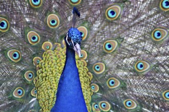 Beautiful male peacock - Pavo Scalloped ribbonfish -displaying