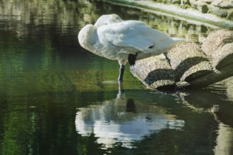 White Swan is Sleeping Standing on One Leg Varna, Bulgaria, Europe