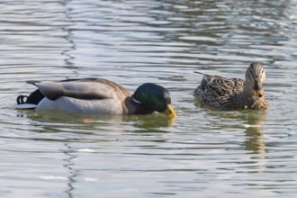Wild ducks Mallard Male and Female Anas platyrhynchos