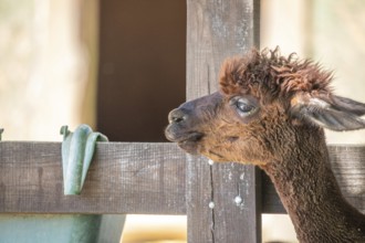 Portrait of a brown alpaca baby, Vicugna pacos, in the zoo. Big eyes, soft fur, animal in the zoo