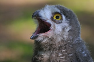 Schnee-Eule (Bubo scandiacus, Nyctea scandiaca) Portrait, Snowy Owl, young