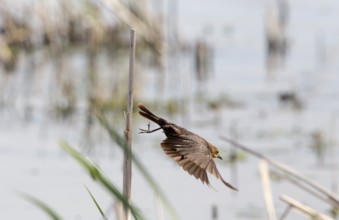Female Yellow headed Blackbird in flight Canada