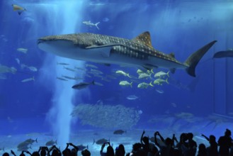 Whale shark in Okinawa Churaumi Aquarium, Japan, Asia