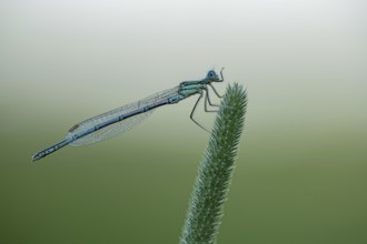 White-legged damselfly (Platycnemis pennipes)