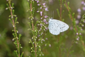 Sloth blue (Celastrina argiolus)