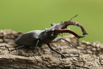 Cervidae (Lucanus cervus)