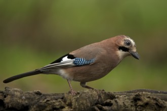 Eurasian jay (Garrulus glandarius)