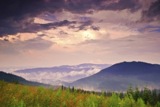 Landscape with fog in mountains and rows of trees