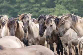 The Dülmen horses live wild near Dülmen, in the Merfelder Bruch nature reserve in North
