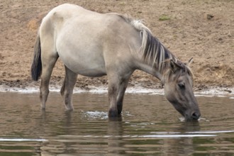 The Dülmen horses live wild near Dülmen, in the Merfelder Bruch nature reserve in North