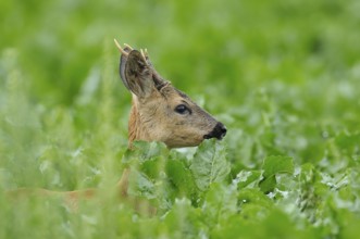 Roebuck in summer, Roebuck in summer, Capreolus capreolus, Germany, Germany, Europe