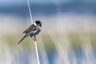 Male Common Reed Bunting (Emberiza schoeniclus) in the morning sun
