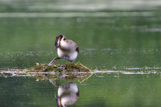 Great crested grebe on a nest. Great crested grebe on its nest