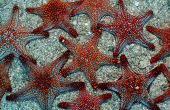Red starfish, Asteroidea, Mexico, Lake Cortez, Lower California, La Paz, Central America