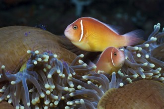 Collar anemonefish in splendour anemone, Amphiprion perideraion, Heteractis magnifica, Cenderawasih
