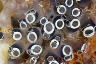 Colony of club sea squirts, Clavelina robusta, Raja Ampat, West Papua, Indonesia, Asia