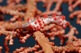 Dwarf seahorse, Hippocampus bargibanti, Bali, Indian Ocean, Indonesia, Asia