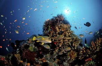 Golden-striped sweetlips and coral reef, Plectohinchus polytaenia, Bali, Indian Ocean, Indonesia,