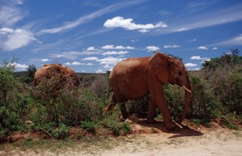 African elephant, Loxodonta africana, South Africa, Addo Elephant National Park, Africa