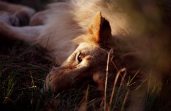 Resting lion, lion, Panthera leo, South Africa, Schotia Game Park, Africa