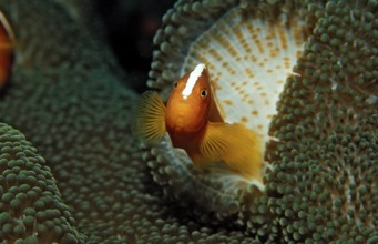 Orange skunk clownfish, Amphiprion dandaracinos, Indonesia, Wakatobi Dive Resort, Sulawesi, Indian