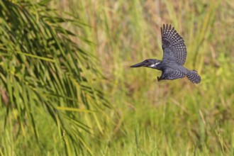 Giant Kingfisher, (Megaceryle maxima), Kingfisher