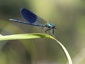 Blue-winged damselfly, dragonfly, damselfly, common damselfly, insect, insect, (Calopteryx virgo),