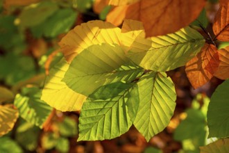 Autumn coloured leaves against the light, autumn forest, Bielefeld-Sennestadt, North