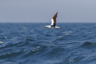 Masked booby, (Sula dactylatra), flies over the sea, flight photo, animals, birds, family of