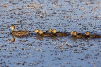 Mother Duck and Babies in a row Canada