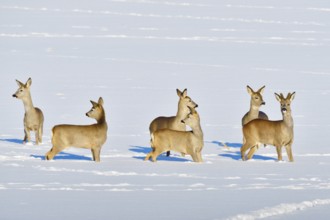 Many Roe deer run over a meadow in winter. Roe deer on the run in winter