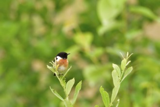 Singing stonechat. Male European stonechat in the reed
