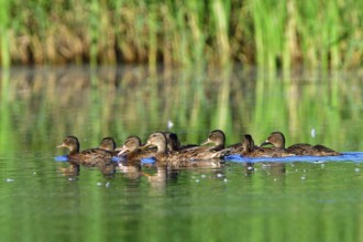 Mallard family in the morning sun, A mallard family in the morning sun