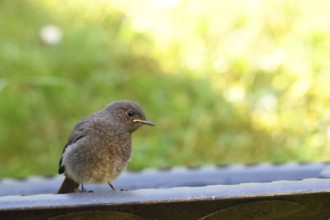 Young black redstart in the evening light, Phoenicurus ochruros, Young Black Redstart