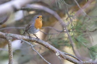 European Robin courtship display. Robin mating