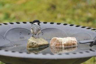 Coal Tit, in the bird bath. Coal Tit, when feeding
