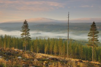 Altweibersommer, Fulufjaellet-NP
