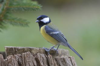 Great Tit, Parus major, Europe, europe, bird, songbirds, songbird, bird
