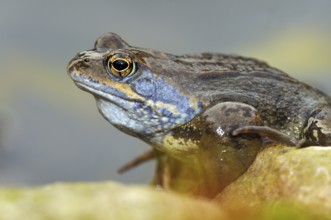Laubfrosch (Rana temporaria)
