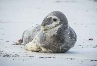 Leopard seal (Hydrurga leptonyx) resting on a beach, Volunteer Point, Falkland Islands, Great