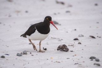 Magellanic Oystercatcher (Haematopus leucopodus), Volunteer Point, Falkland Islands Great Britain,
