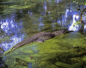 Alligator in an alligator farm, St. Augustine, Florida, USA, North America