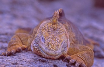 Equador: Galapagos Island lizard