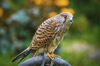 Portrait of Common Kestrel (Falco Tinnunculus) Obermaiselstein, Oberallgau, Germany, Europe