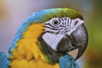 Portrait of the Macaw Parrot Varna, Bulgaria, Europe