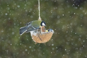 Great tit next to blue tit sitting on food dish on the right looking with snowflakes